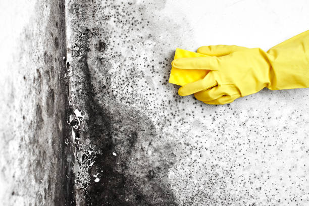 Best Emergency Mold Remediation  in Ferndale, WA