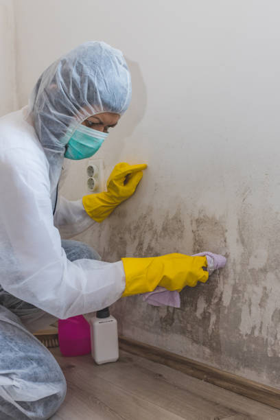 Best Mold Prevention Services  in Ferndale, WA