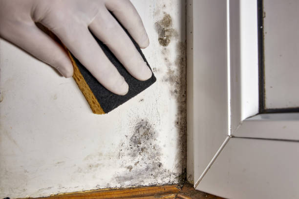 Ferndale, WA Mold Removal Company